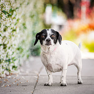 Dog Sample 2