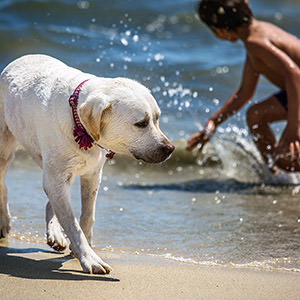 Dog Sample 3