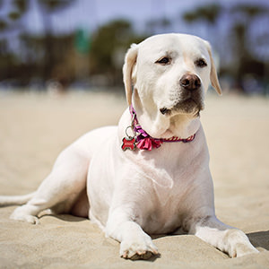 Dogs 2