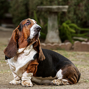 Dogs 4