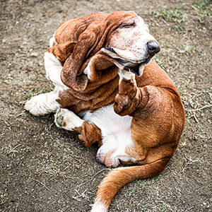 Dogs 6