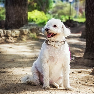 Dogs 9