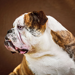 Dogs 12