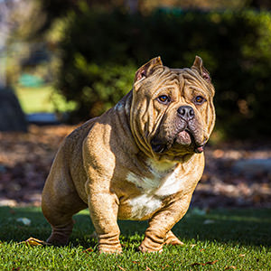 Dogs 13