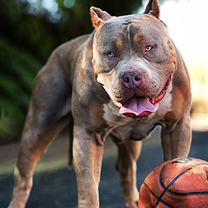 Dogs 15