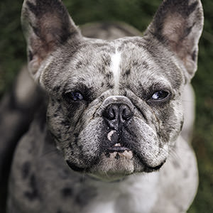 Dogs 16